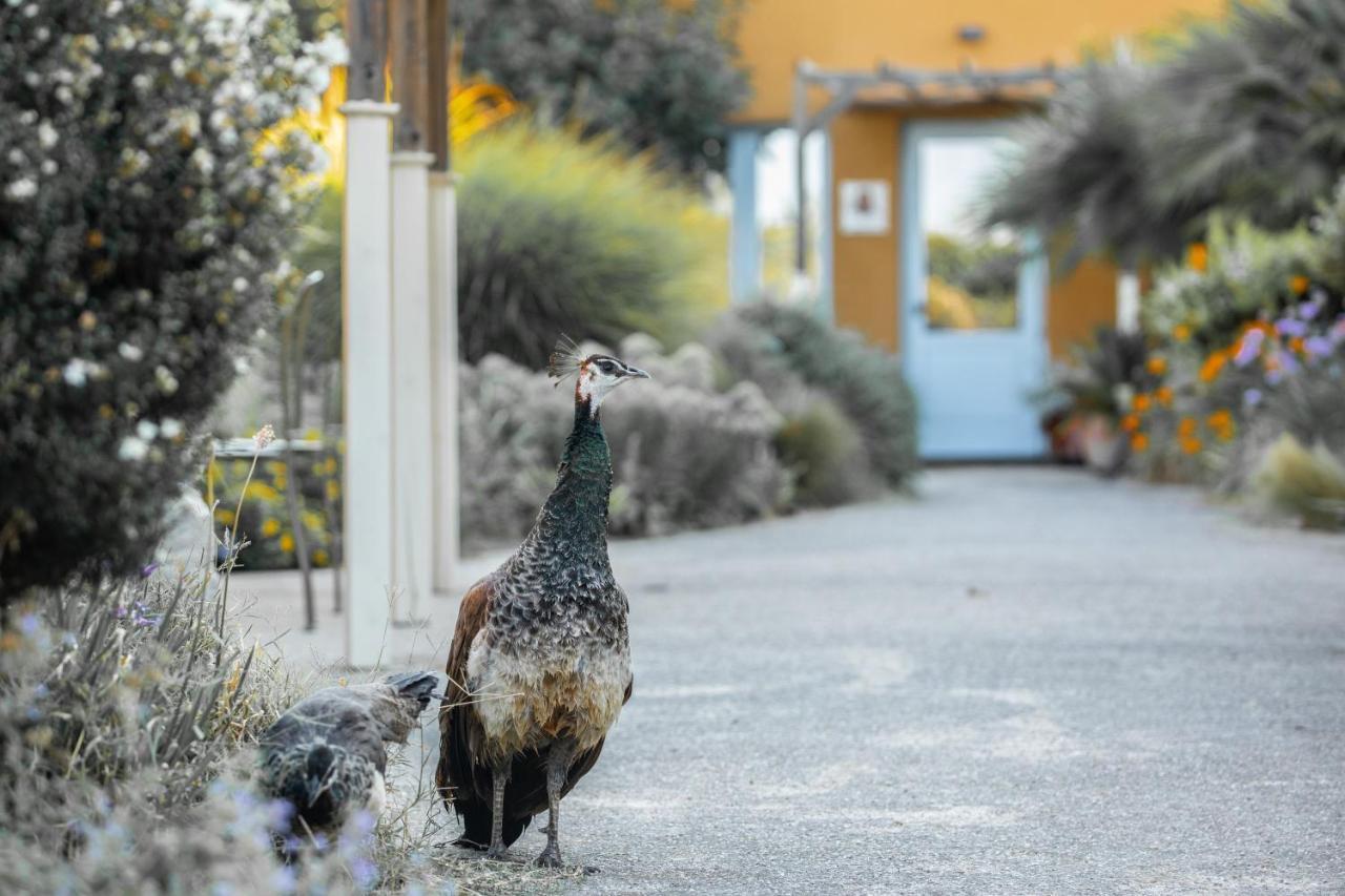 Hotel Aquae Sinis Diffuso Càbras